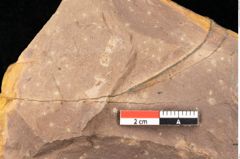 Foto (Detailsansicht) von Quercus mediterranea, Unger (NHMW-GEO-2024-0188-0949)